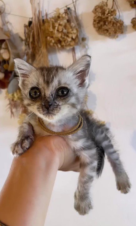 てのひらにのった子猫