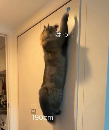 壁に飛びつく猫(190㎝)