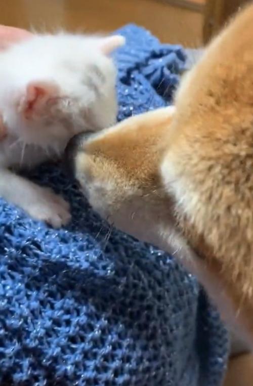子猫を毛繕いする柴犬2