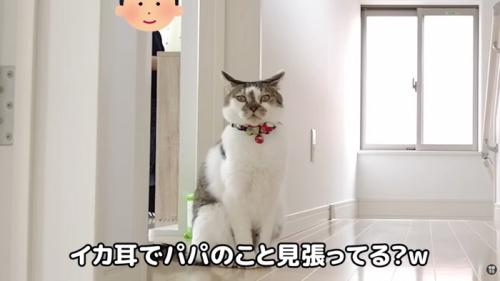 イカ耳ささみくん