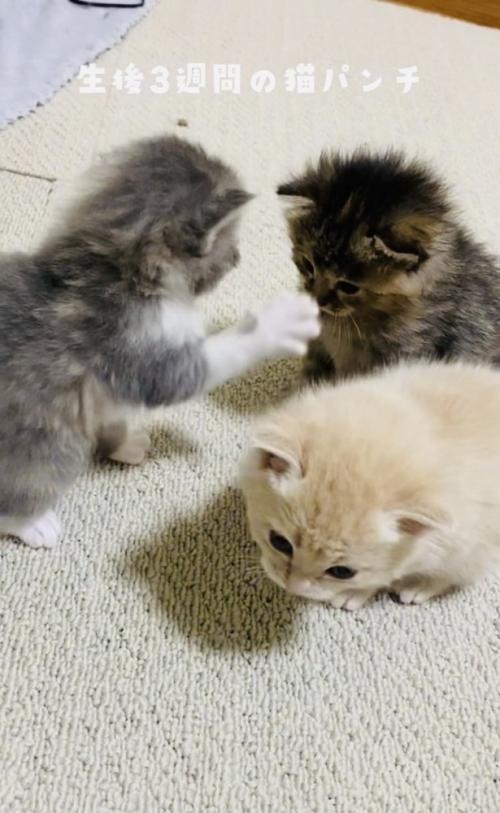 焦げ茶子猫に猫パンチするグレー子猫とそっぽを向くクリーム子猫