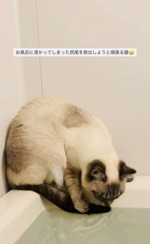 湯船に浸かった尻尾を救い出そうとするシャムミックス