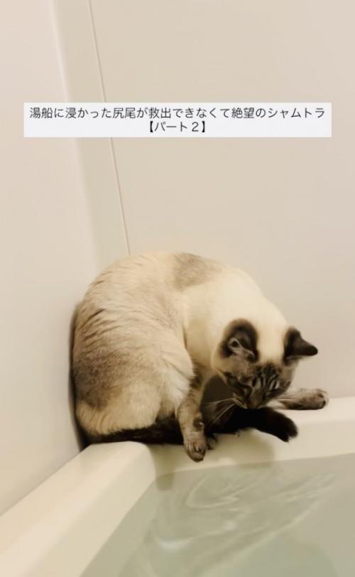 湯船に浸かった尻尾を救い出そうとするシャムミックス