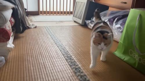 浮いた前足