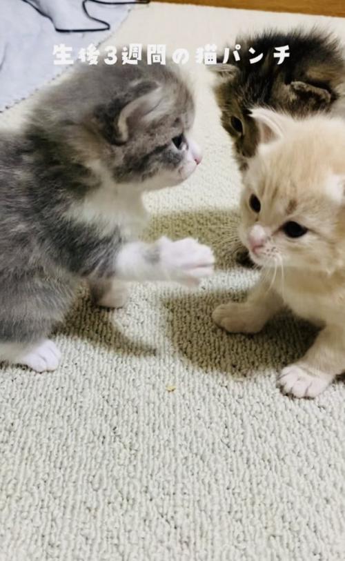 クリーム子猫に猫パンチするグレー子猫とそれを見る焦げ茶子猫
