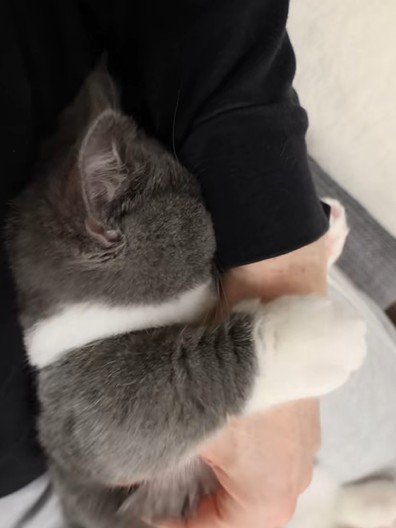 パパの腕に甘える猫