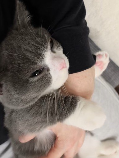人間の赤ちゃんのような猫