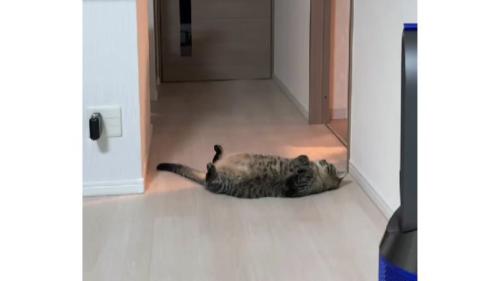 寝転がっている猫