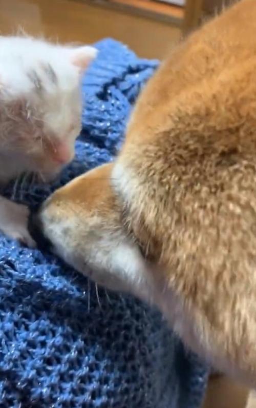 ニオイを嗅ぐ柴犬