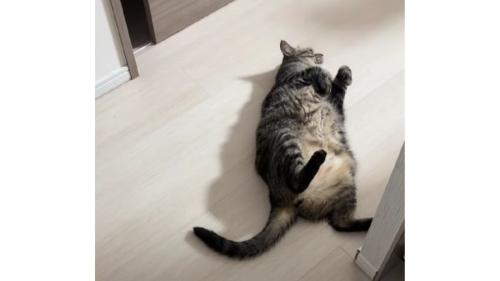 寝転がっている猫