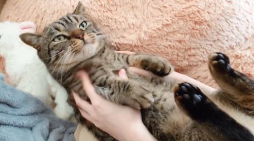 ジッとして女性に撫でられる猫