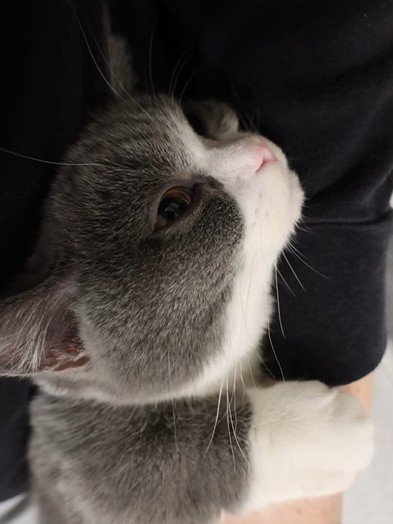 見上げる猫