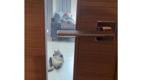 寝転がっている猫