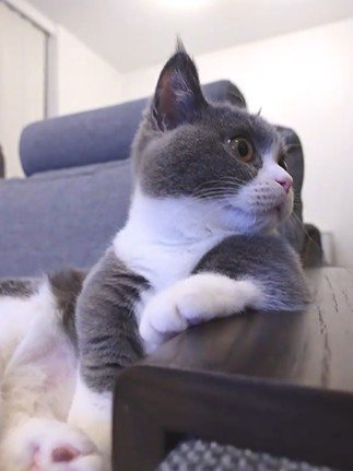 ひじ掛けに手を乗せながら振り返る猫