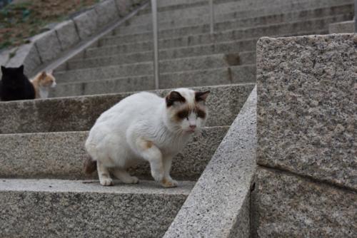 フリーズ？する野良猫