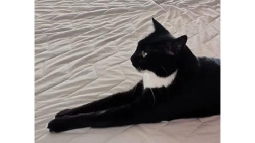 室内にいる猫
