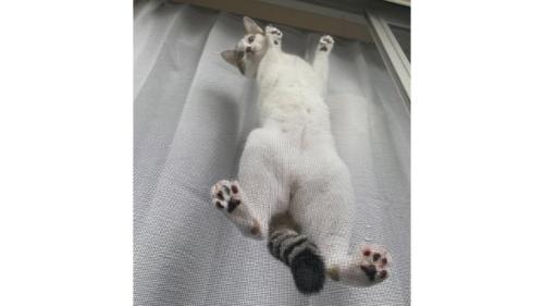 網戸に貼りつく猫