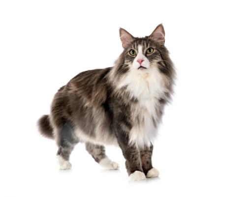 立ち上がって正面を見つめるノルウェージャンフォレストキャット