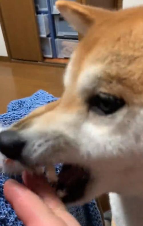 怒る柴犬