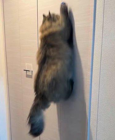右前足を出して壁に飛びつく猫