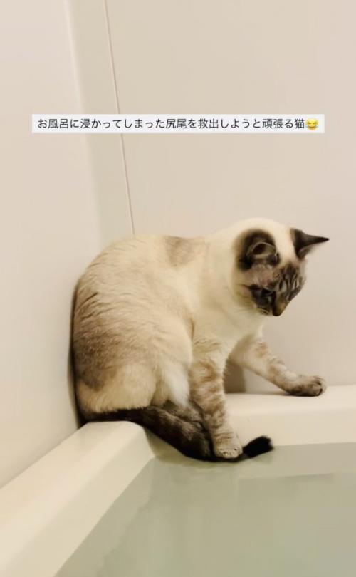 湯船に浸かった尻尾を救い出そうとするシャムミックス