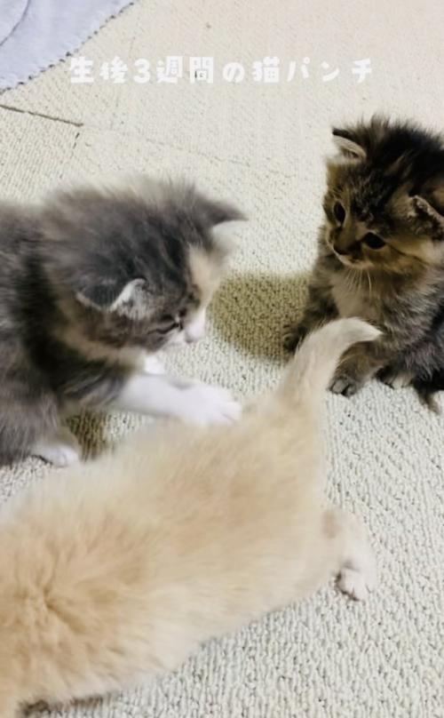 クリーム子猫に猫パンチするグレー子猫とそれを見る焦げ茶子猫