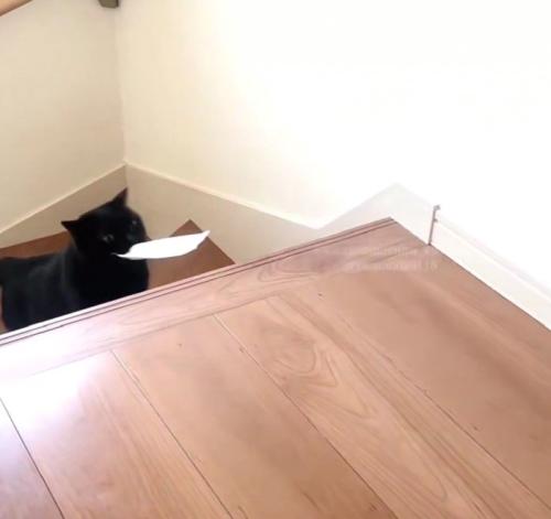 階段を上る黒猫