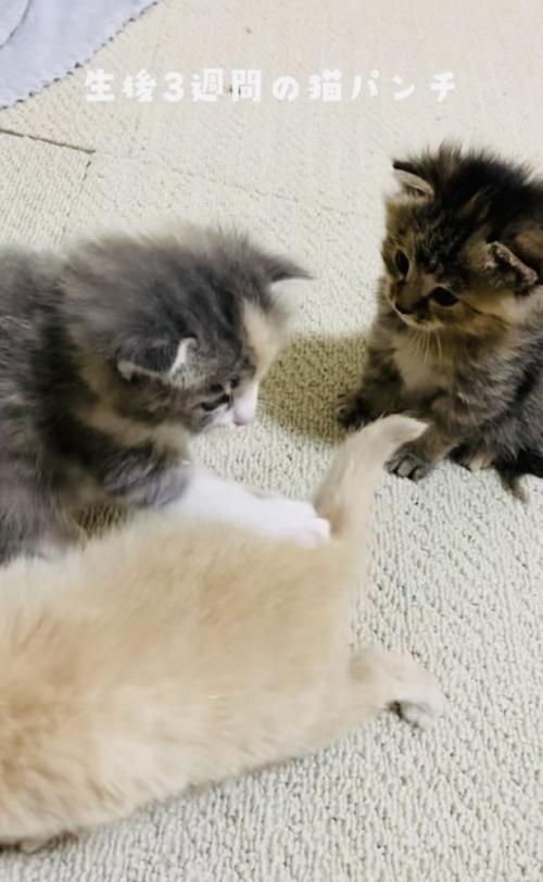 クリーム子猫に猫パンチするグレー子猫とそれを見る焦げ茶子猫
