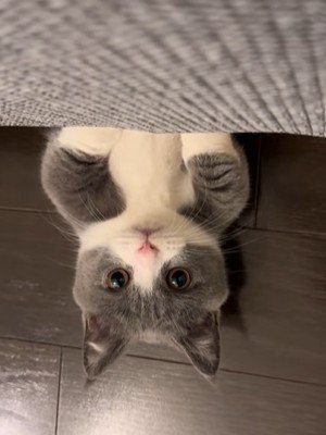ソファの下から顔を出す猫