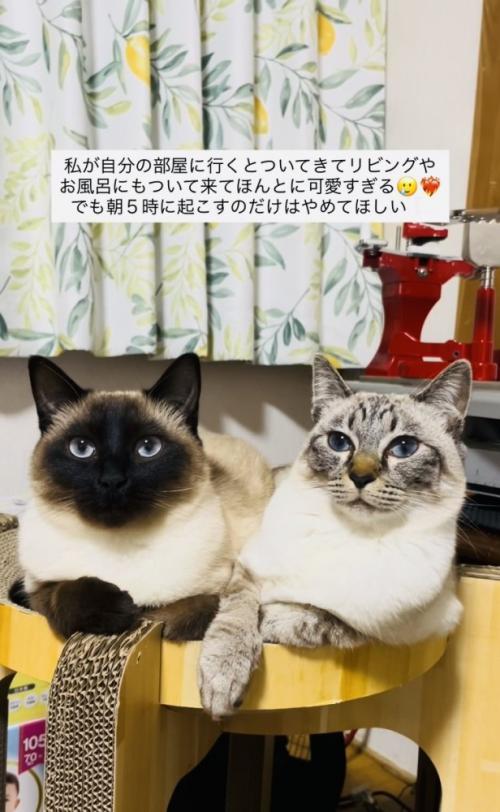 テーブルの上でくつろぐ2匹のシャムミックス