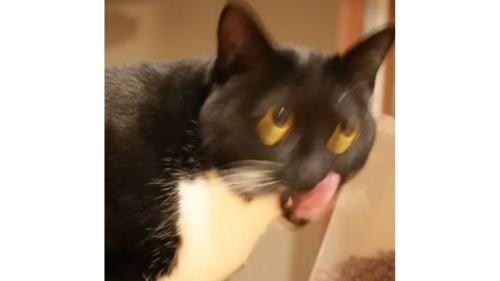 ブレた猫の写真