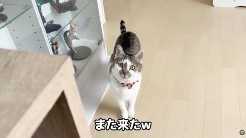 再び来たささみくん