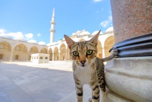 イスタンブールのモスクにいる猫