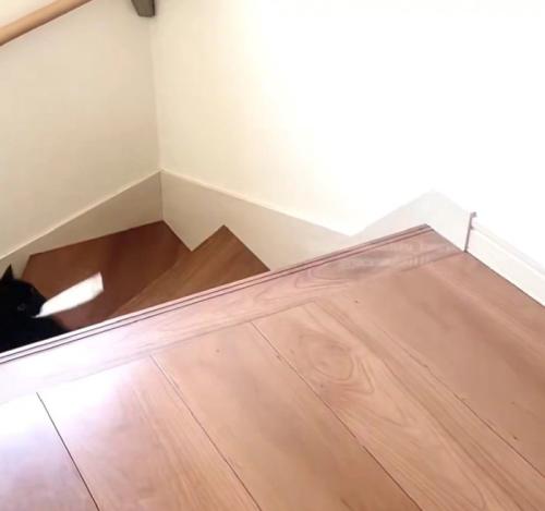 階段を上る黒猫