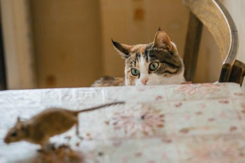 猫とネズミ