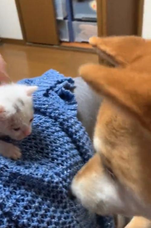 子猫と柴犬