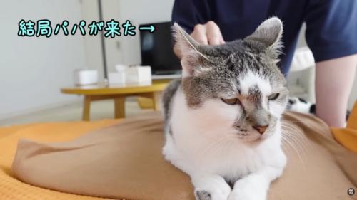 ブラッシングするパパさん
