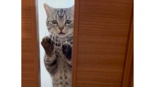 ドアの前の猫