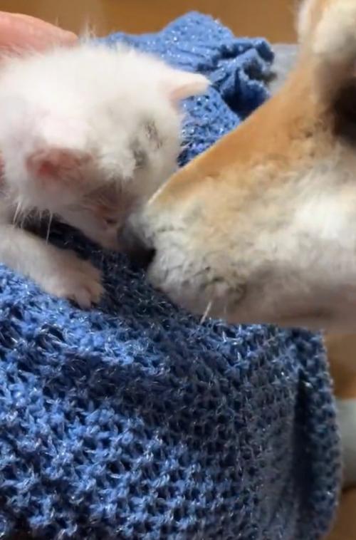 子猫のニオイを嗅ぐ柴犬