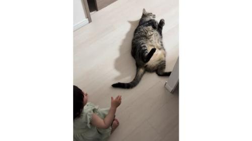 室内にいる猫と女の子