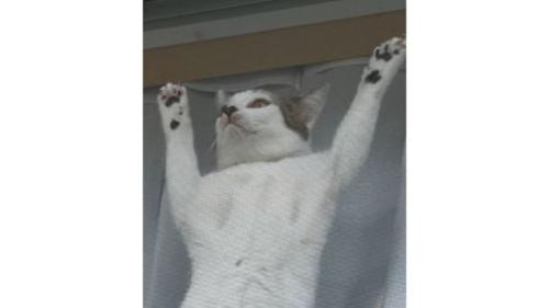 網戸に貼りつく猫