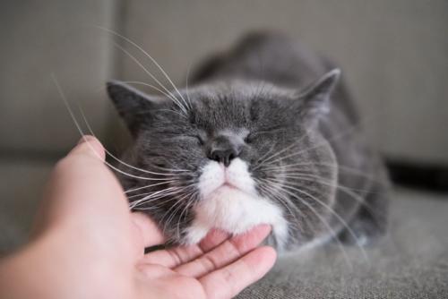 アゴを撫でられる猫