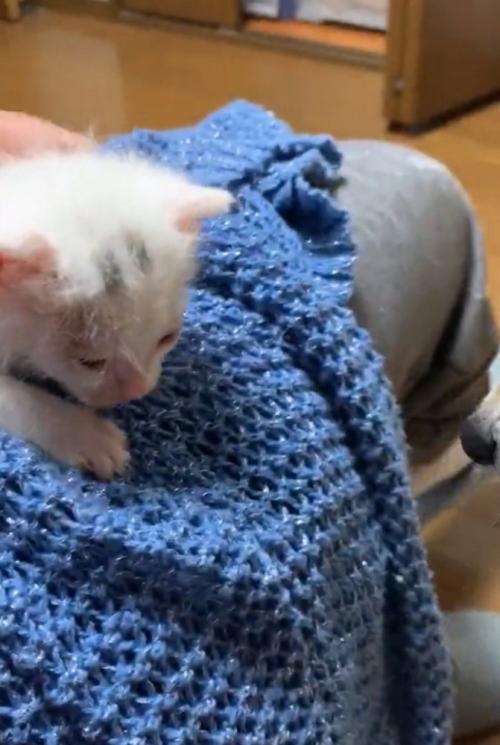 小さな子猫