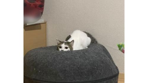 室内にいる猫