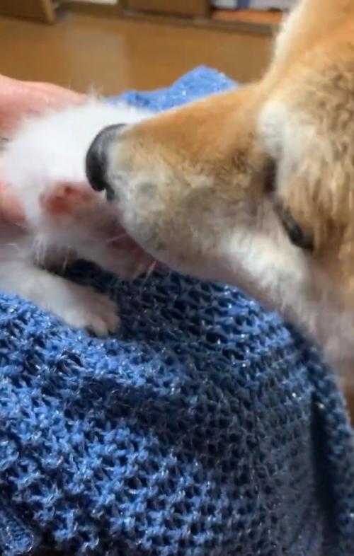子猫を舐める柴犬
