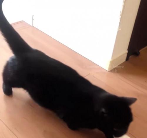 横切る黒猫