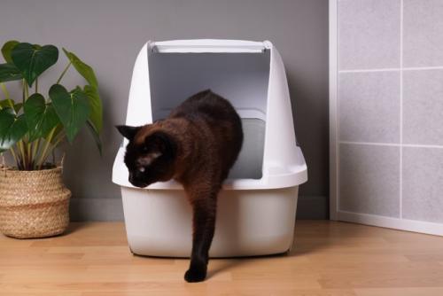 トイレから出る黒猫