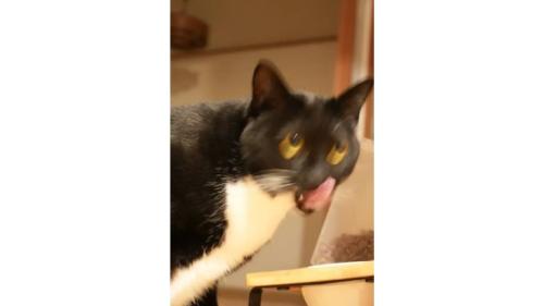 ブレた猫の写真