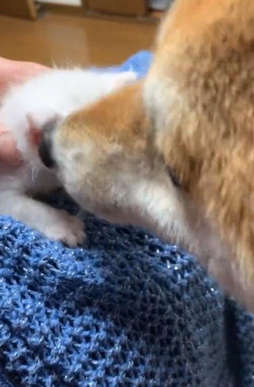 子猫を毛繕いする柴犬
