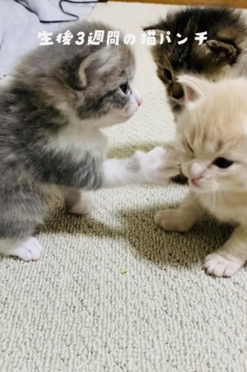 クリーム子猫に猫パンチするグレー子猫とそれを見る焦げ茶子猫